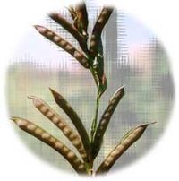 The guar plant 'Cyamopsis Tetragonalobus' is an annual plant. The legume is an important source of nutrition to animals and humans, it regenerates soil nitrogen and the endosperm of guar seed is an important hydrocolloid.