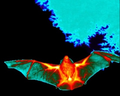 Thermal Imaging for Bat Conservation & Research